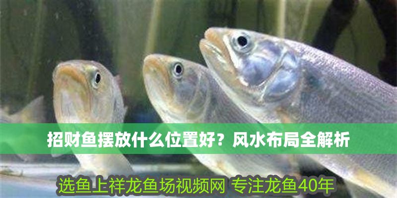 招財魚擺放什么位置好？風(fēng)水布局全解析