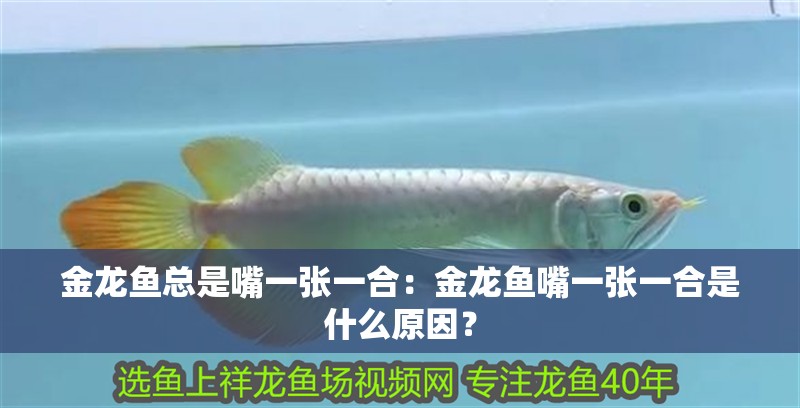 金龍魚總是嘴一張一合：金龍魚嘴一張一合是什么原因？