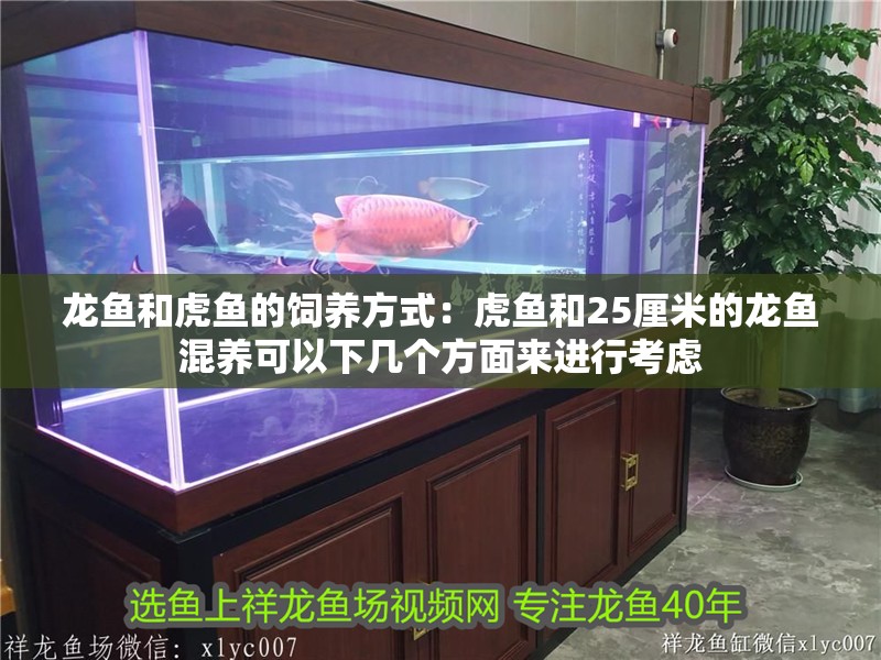 龍魚和虎魚的飼養方式：虎魚和25厘米的龍魚混養可以下幾個方面來進行考慮