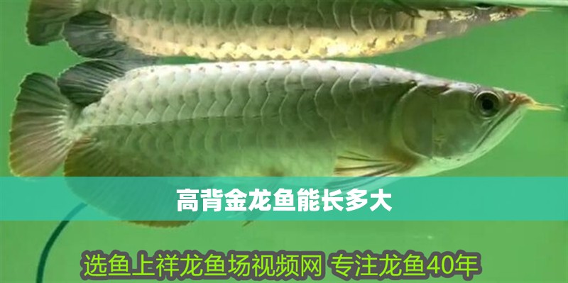 高背金龍魚能長多大