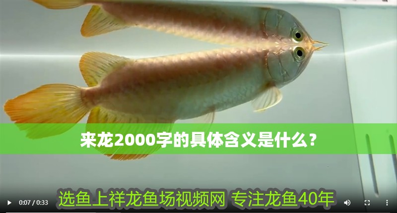 來龍2000字的具體含義是什么？