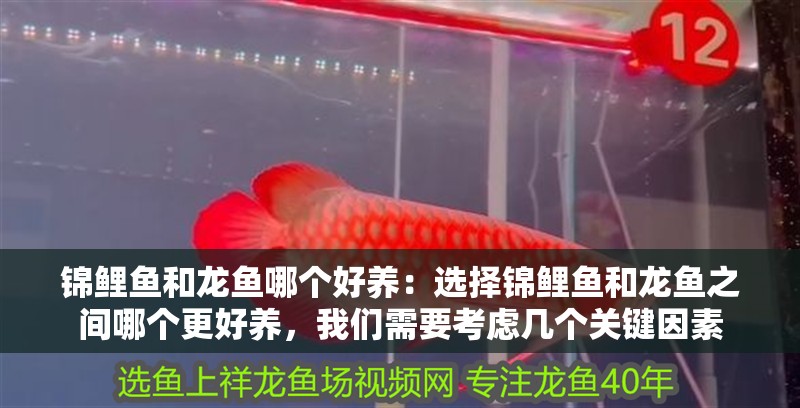 錦鯉魚和龍魚哪個(gè)好養(yǎng)：選擇錦鯉魚和龍魚之間哪個(gè)更好養(yǎng)，我們需要考慮幾個(gè)關(guān)鍵因素