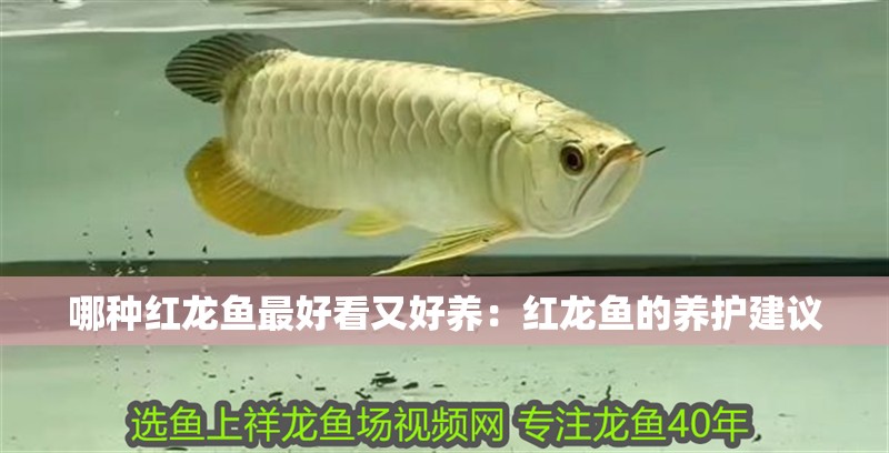 哪種紅龍魚最好看又好養(yǎng)：紅龍魚的養(yǎng)護(hù)建議