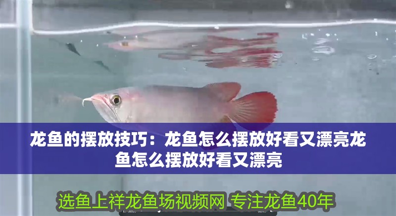 龍魚的擺放技巧：龍魚怎么擺放好看又漂亮龍魚怎么擺放好看又漂亮