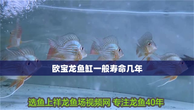 歐寶龍魚缸一般壽命幾年
