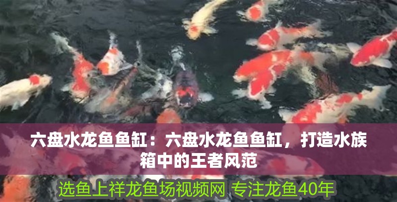 六盤水龍魚魚缸：六盤水龍魚魚缸，打造水族箱中的王者風范