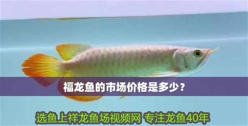 福龍魚的市場價格是多少？