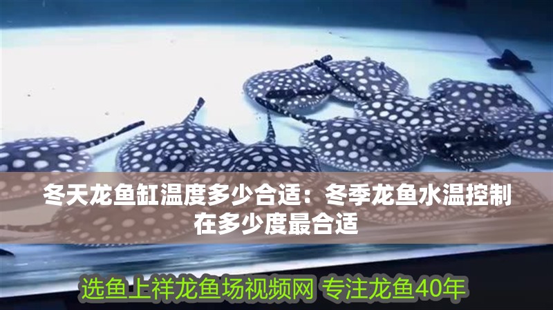 冬天龍魚缸溫度多少合適：冬季龍魚水溫控制在多少度最合適
