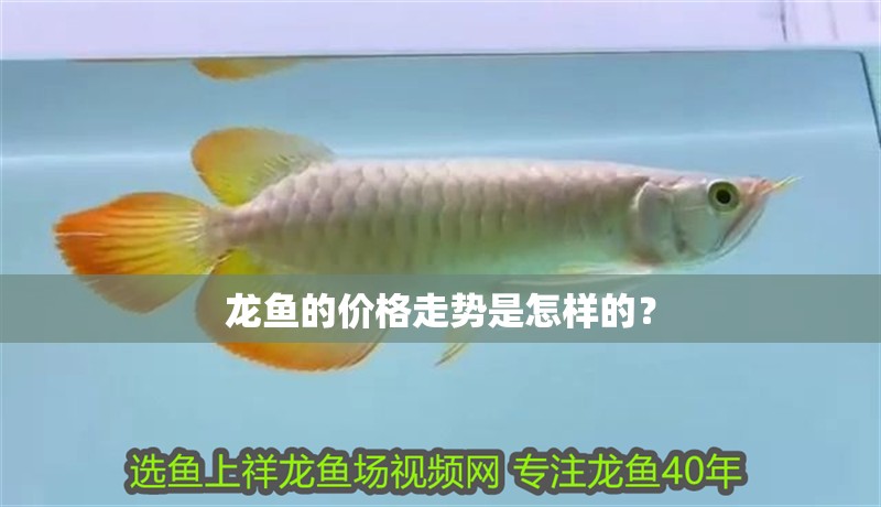 龍魚的價(jià)格走勢(shì)是怎樣的？