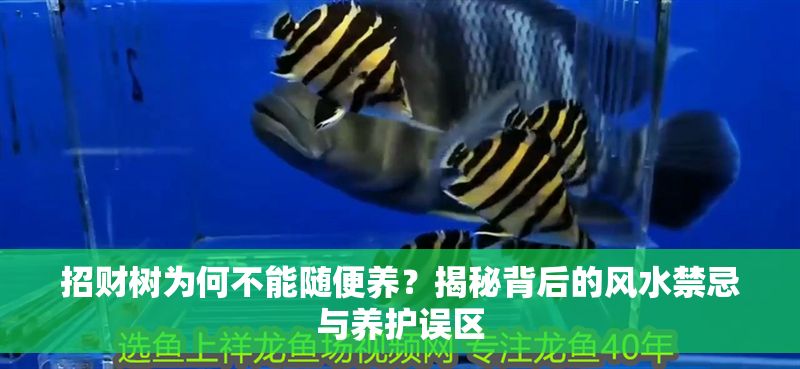 招財樹為何不能隨便養？揭秘背后的風水禁忌與養護誤區