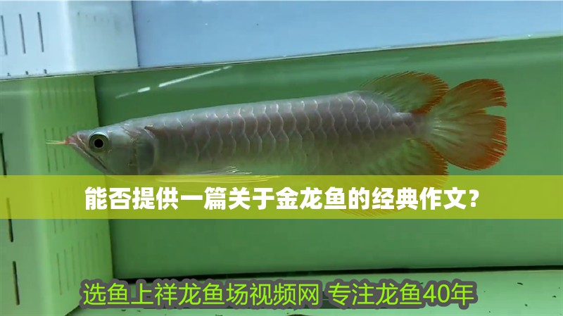 能否提供一篇關(guān)于金龍魚的經(jīng)典作文？