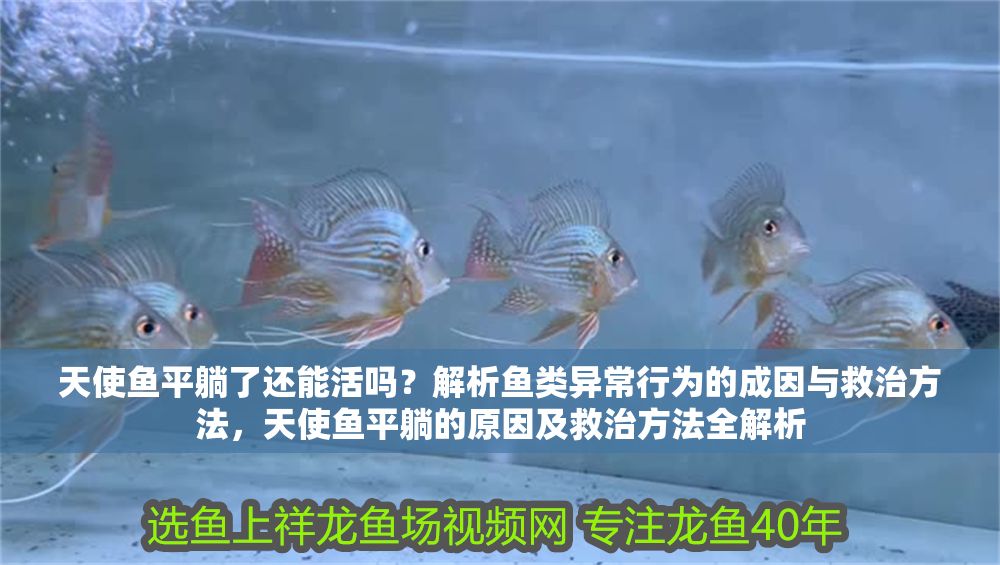 天使魚平躺了還能活嗎？解析魚類異常行為的成因與救治方法，天使魚平躺的原因及救治方法全解析
