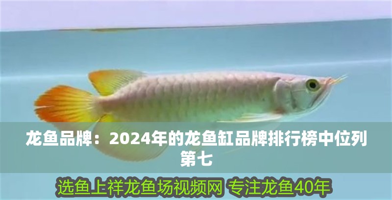 龍魚品牌：2024年的龍魚缸品牌排行榜中位列第七