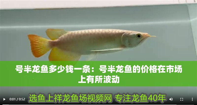號半龍魚多少錢一條：號半龍魚的價格在市場上有所波動