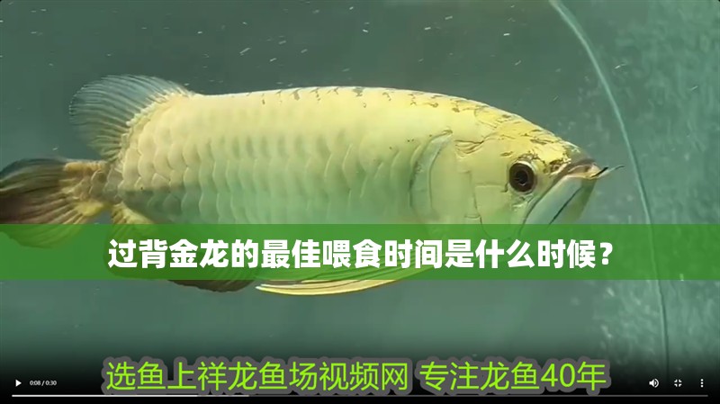 過背金龍的最佳喂食時間是什么時候？