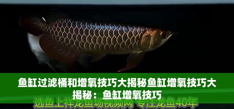 魚(yú)缸過(guò)濾桶和增氧技巧大揭秘魚(yú)缸增氧技巧大揭秘：魚(yú)缸增氧技巧 魚(yú)缸過(guò)濾桶和增氧技巧大揭秘魚(yú)缸增氧技巧大揭秘：魚(yú)缸增氧技巧 魚(yú)缸百科