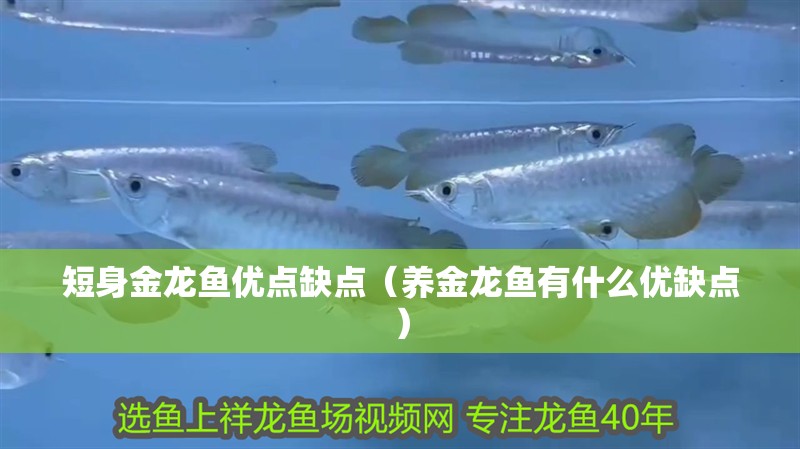 短身金龍魚優點缺點（養金龍魚有什么優缺點）