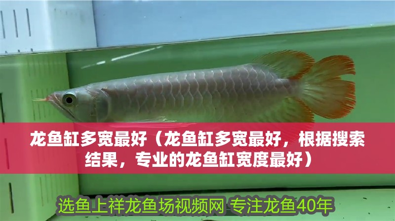 龍魚缸多寬最好（龍魚缸多寬最好，根據搜索結果，專業的龍魚缸寬度最好）