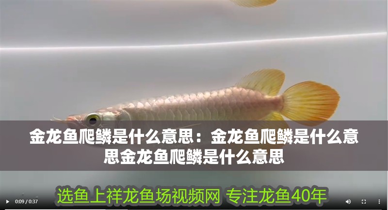 金龍魚爬鱗是什么意思：金龍魚爬鱗是什么意思金龍魚爬鱗是什么意思