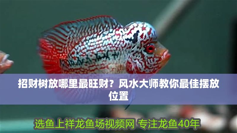 招財樹放哪里最旺財？風水大師教你最佳擺放位置