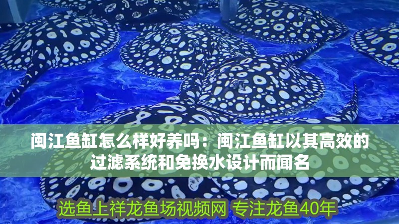 閩江魚缸怎么樣好養嗎：閩江魚缸以其高效的過濾系統和免換水設計而聞名