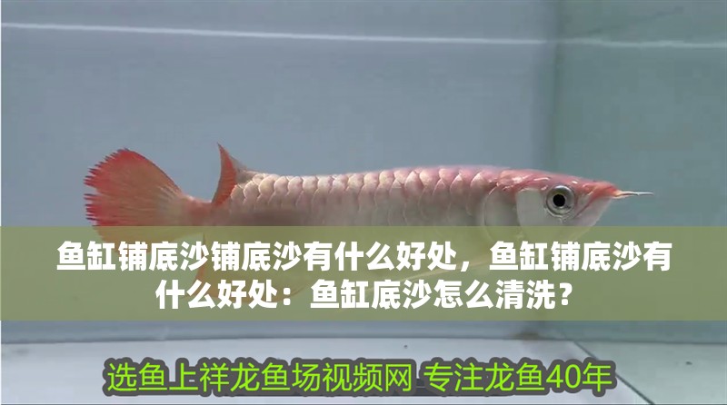 魚缸鋪底沙鋪底沙有什么好處，魚缸鋪底沙有什么好處：魚缸底沙怎么清洗？