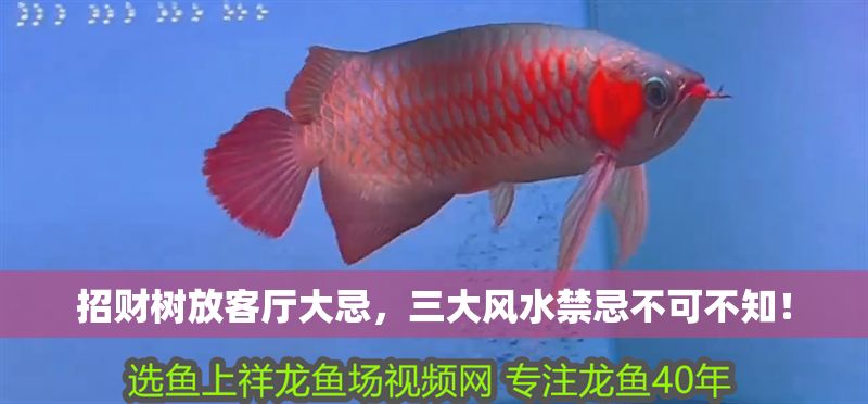 招財樹放客廳大忌，三大風水禁忌不可不知！