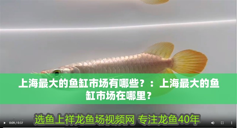 上海最大的魚缸市場有哪些？：上海最大的魚缸市場在哪里？