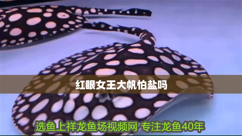 紅眼女王大帆怕鹽嗎 紅眼女王大帆怕鹽嗎 龍魚論壇