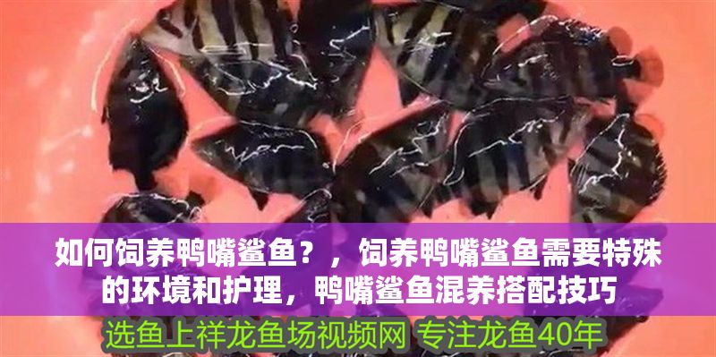 如何飼養鴨嘴鯊魚？，飼養鴨嘴鯊魚需要特殊的環境和護理，鴨嘴鯊魚混養搭配技巧