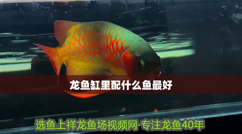 龍魚缸里配什么魚最好