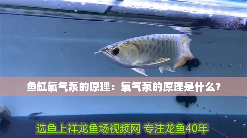 魚缸氧氣泵的原理：氧氣泵的原理是什么？
