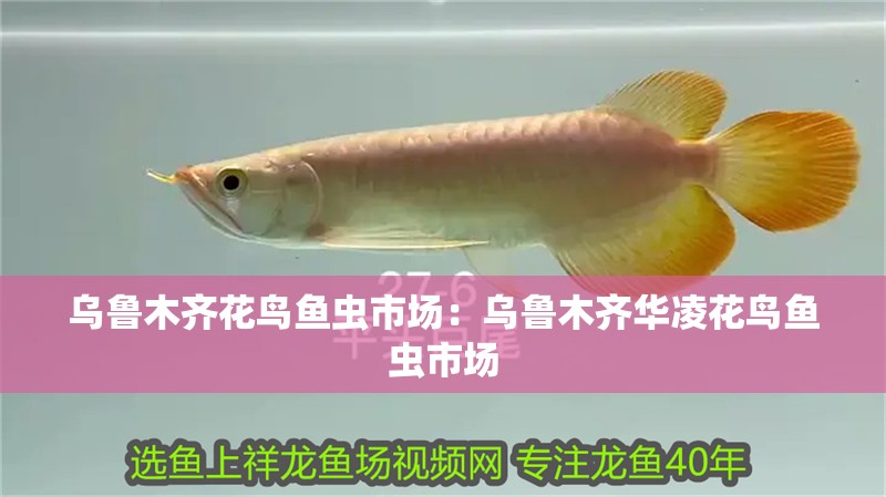 烏魯木齊花鳥魚蟲市場：烏魯木齊華凌花鳥魚蟲市場