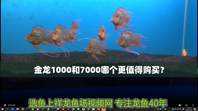 金龍1000和7000哪個更值得購買？