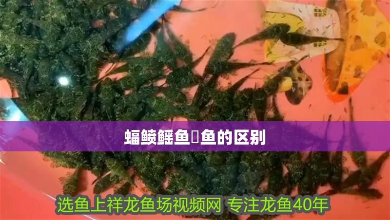 蝠鲼鰩魚魟魚的區別