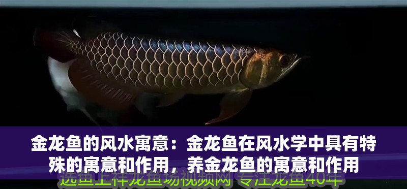 金龍魚的風水寓意：金龍魚在風水學中具有特殊的寓意和作用，養金龍魚的寓意和作用
