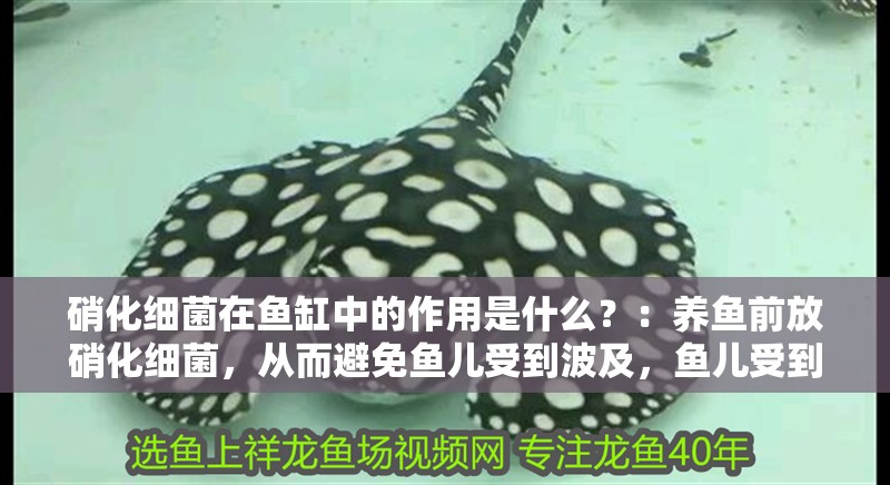 硝化細(xì)菌在魚缸中的作用是什么？：養(yǎng)魚前放硝化細(xì)菌，從而避免魚兒受到波及，魚兒受到波及