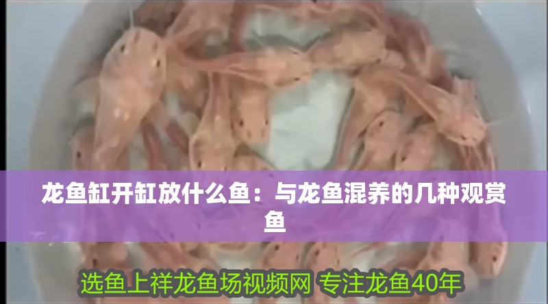給大魚缸換水的作文:體驗給大魚缸換水的樂趣:體驗給大魚缸換水:給大魚缸換水的作文 龍魚缸開缸放什么魚:與龍魚混養的幾種觀賞魚 龍魚百科 龍魚缸開缸放什么魚:與龍魚混養的幾種觀賞魚 龍魚缸開缸放什么魚:與龍魚混養的幾種觀賞魚 龍魚百科