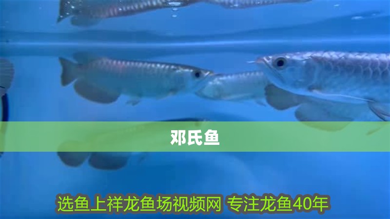 鄧氏魚