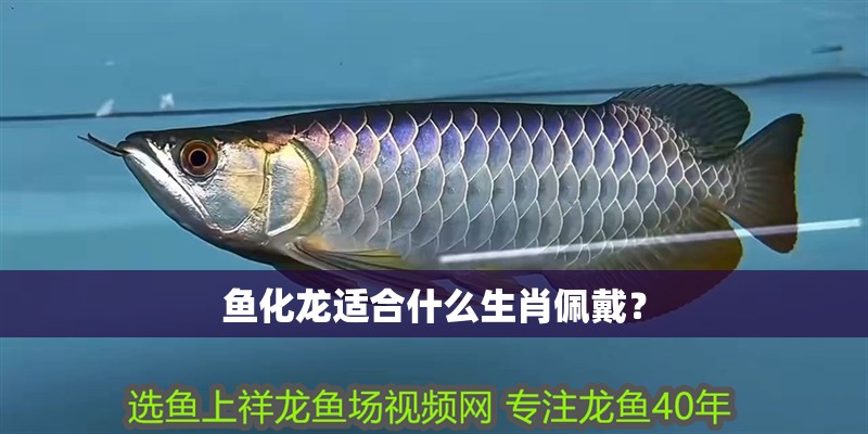 魚化龍適合什么生肖佩戴？