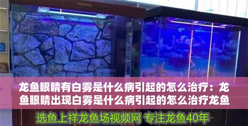 龍魚眼睛有白霧是什么病引起的怎么治療：龍魚眼睛出現白霧是什么病引起的怎么治療龍魚眼睛白霧
