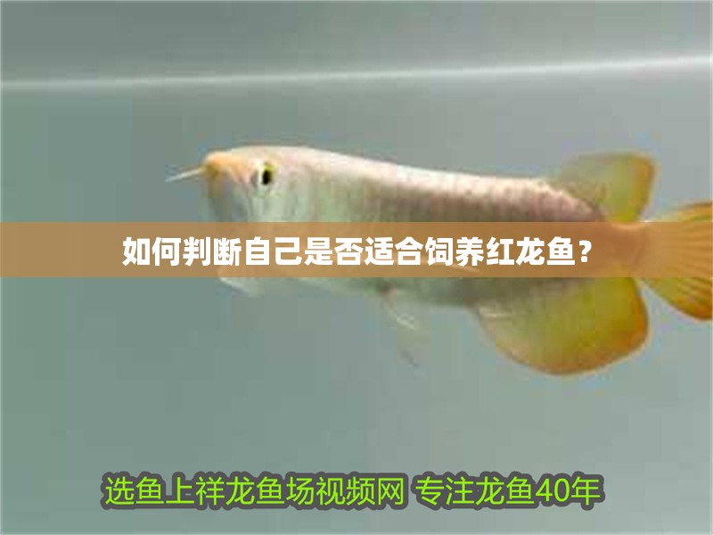 如何判斷自己是否適合飼養(yǎng)紅龍魚？