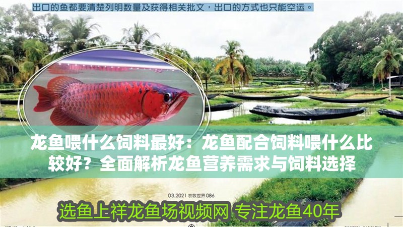 龍魚喂什么飼料最好：龍魚配合飼料喂什么比較好？全面解析龍魚營養(yǎng)需求與飼料選擇
