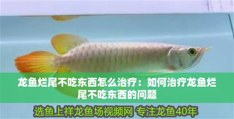 龍魚爛尾不吃東西怎么治療：如何治療龍魚爛尾不吃東西的問題