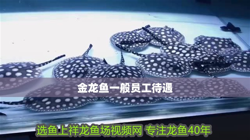 金龍魚一般員工待遇
