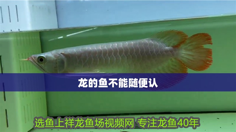 龍的魚不能隨便認(rèn) 龍的魚不能隨便認(rèn) 龍魚論壇