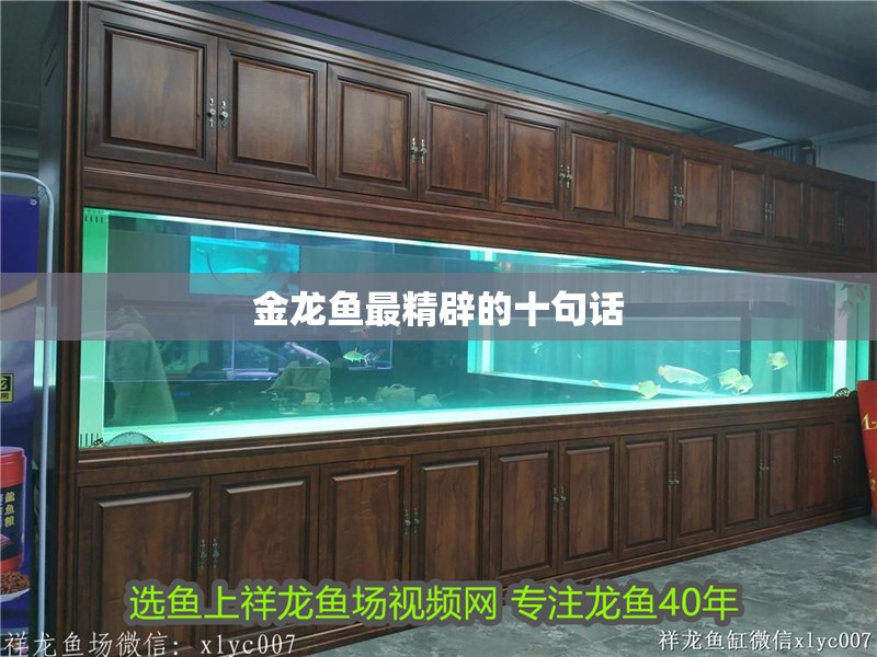 金龍魚最精辟的十句話