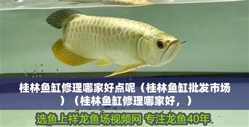 桂林魚缸修理哪家好點呢（桂林魚缸批發市場）（桂林魚缸修理哪家好，）