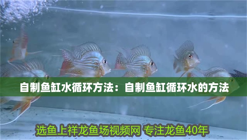 自制魚缸水循環方法：自制魚缸循環水的方法