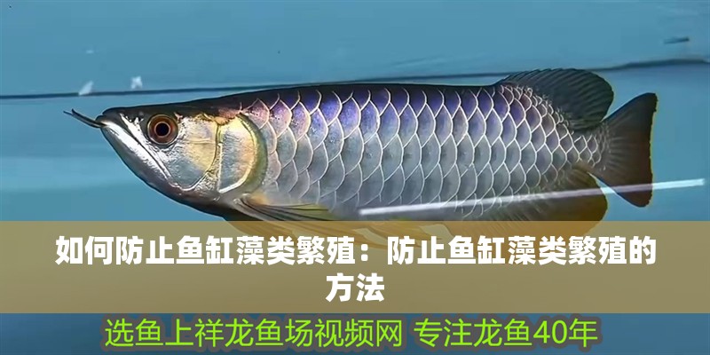 如何防止魚缸藻類繁殖：防止魚缸藻類繁殖的方法